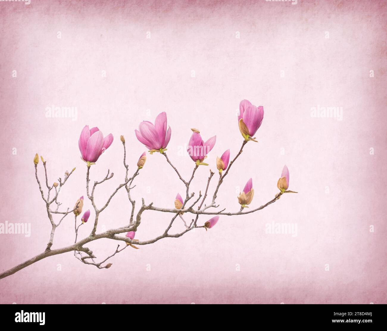 magnolias bloom on Vintage background old paper Stock Photo - Alamy
