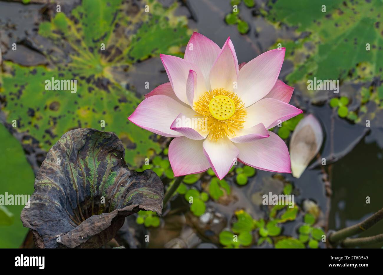 pink lotus flower plants in water Stock Photo