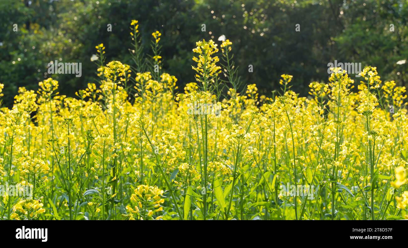 Rapeseed field with gold sunset hi-res stock photography and images - Alamy