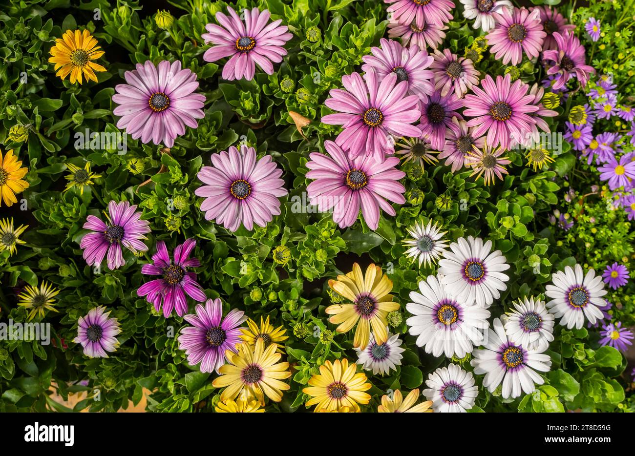 Persian chamomile hi-res stock photography and images - Alamy
