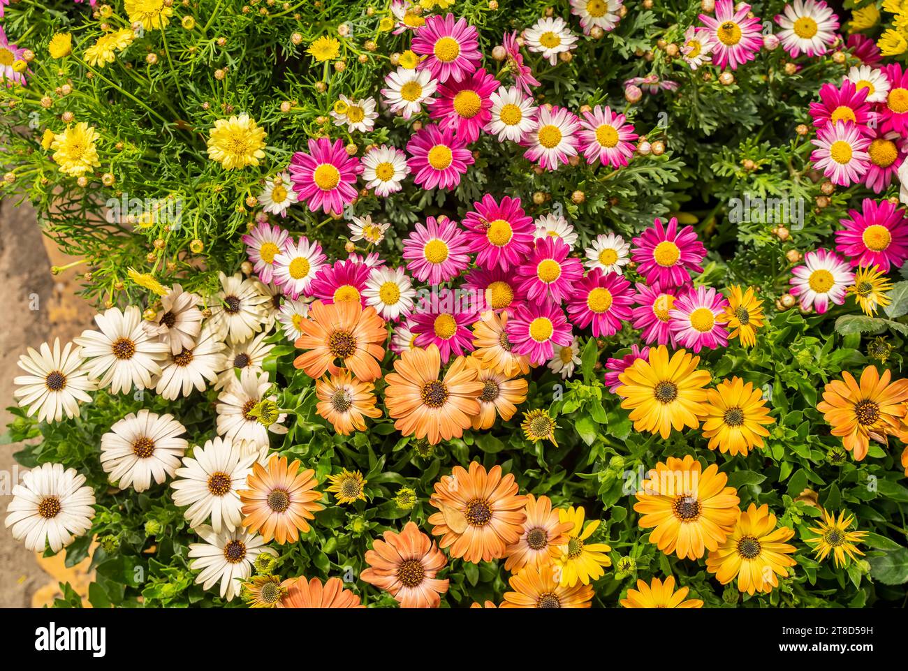 Colorful persian chamomile in the garden Stock Photo - Alamy