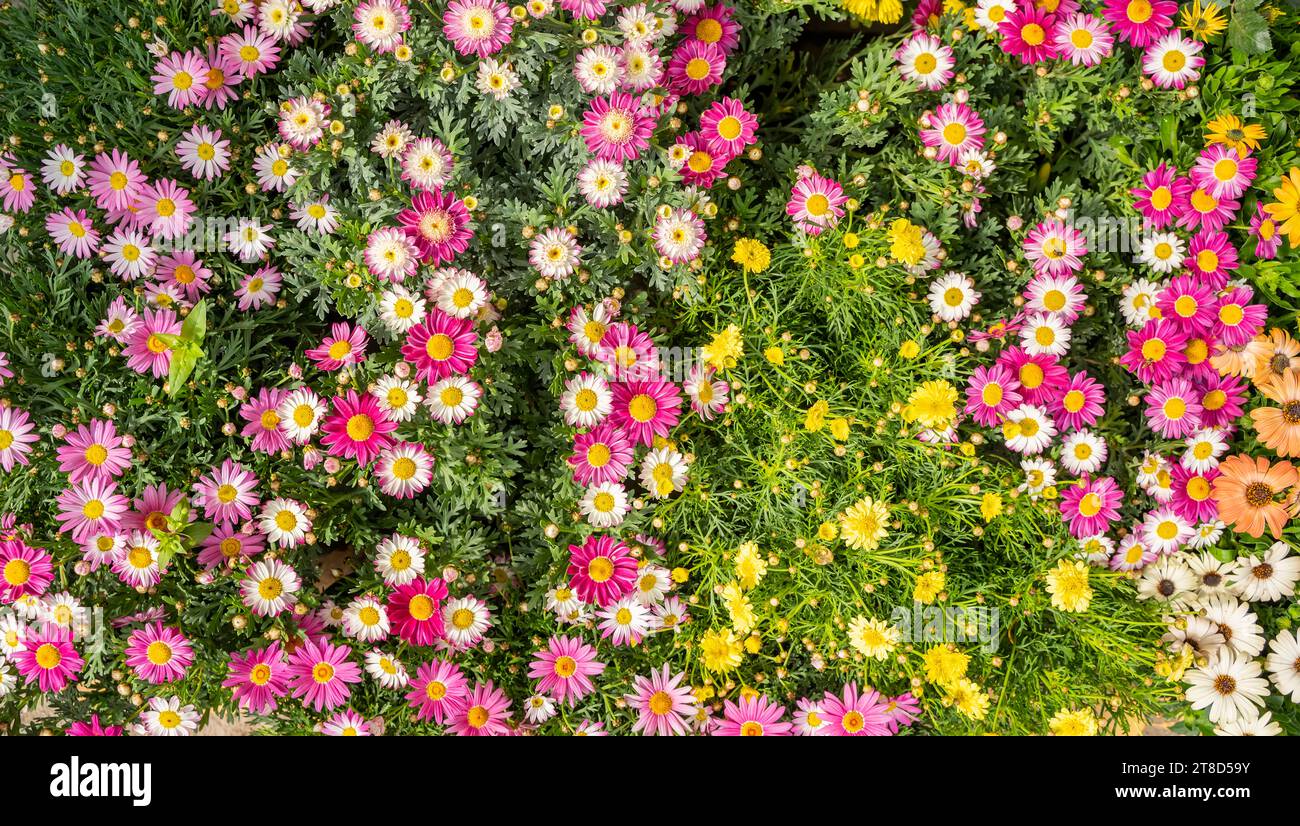 Persian chamomile hi-res stock photography and images - Alamy