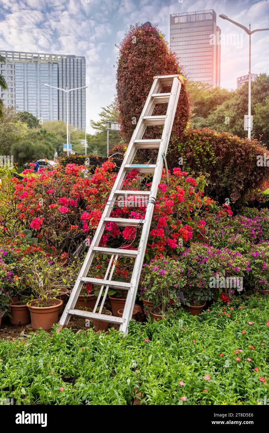 Aluminum ladder with wall green plant in garden Stock Photo