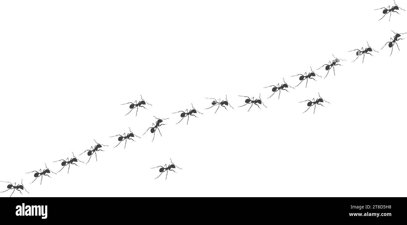 Ant trail carry leaves, pebbles and twigs isolated on a white background. A line of worker ants marching to anthill. Design flat nature elements. Kids Stock Vector