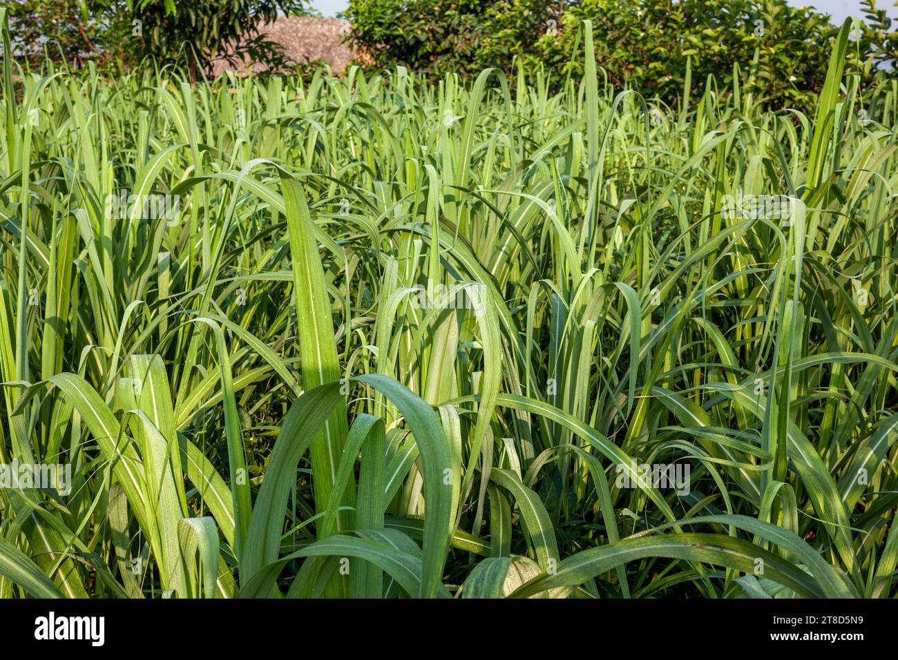 Paddy field at Khulna,Bangladesh. Stock Photo