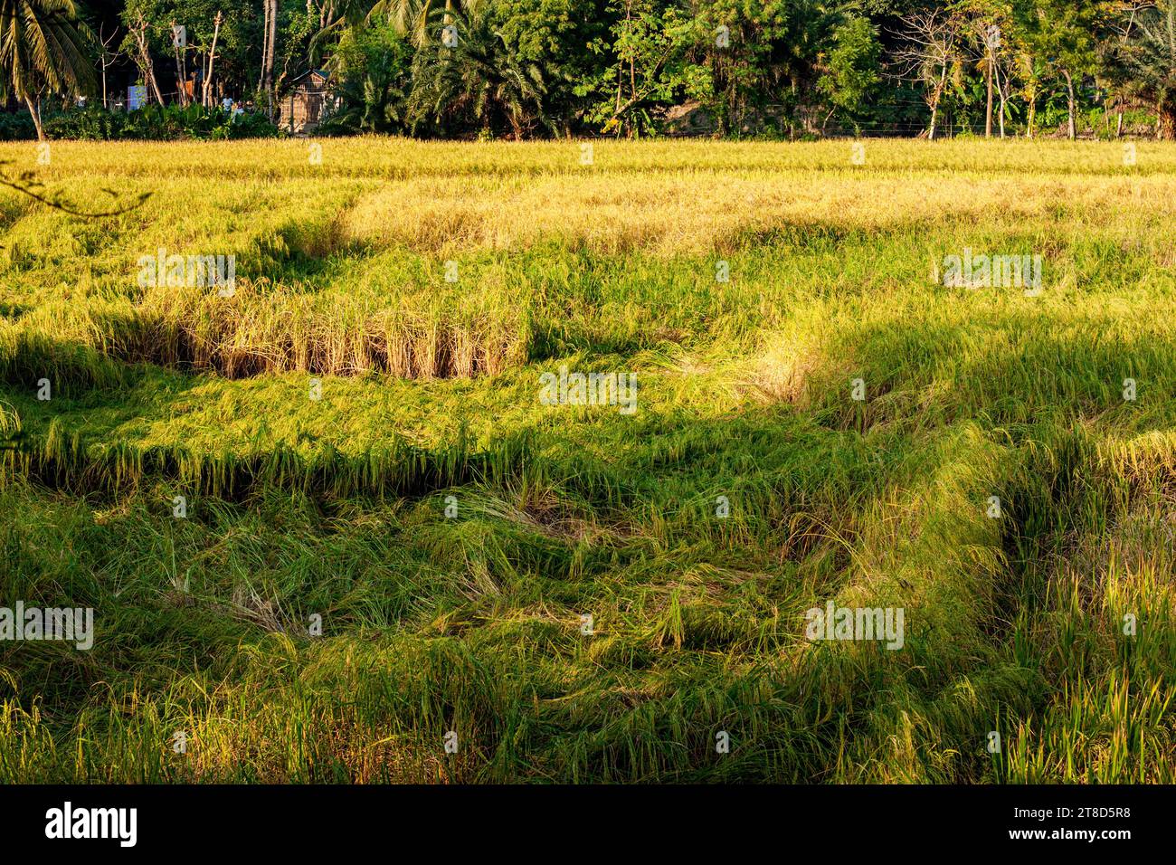 paddy field in Khulna, Bangladesh. Stock Photo