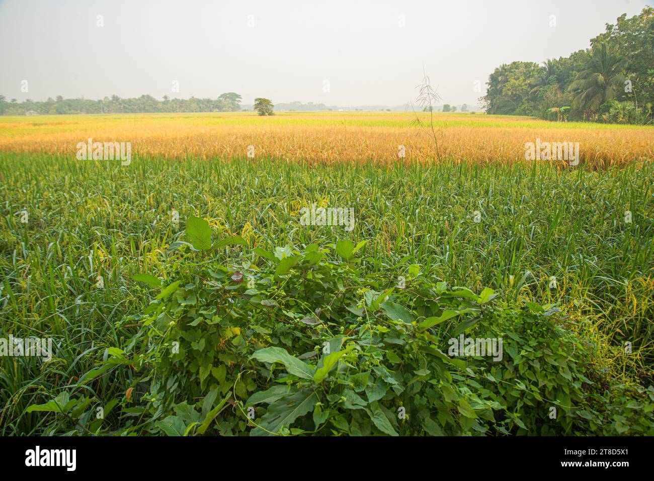 Paddy field at Khulna,Bangladesh. Stock Photo