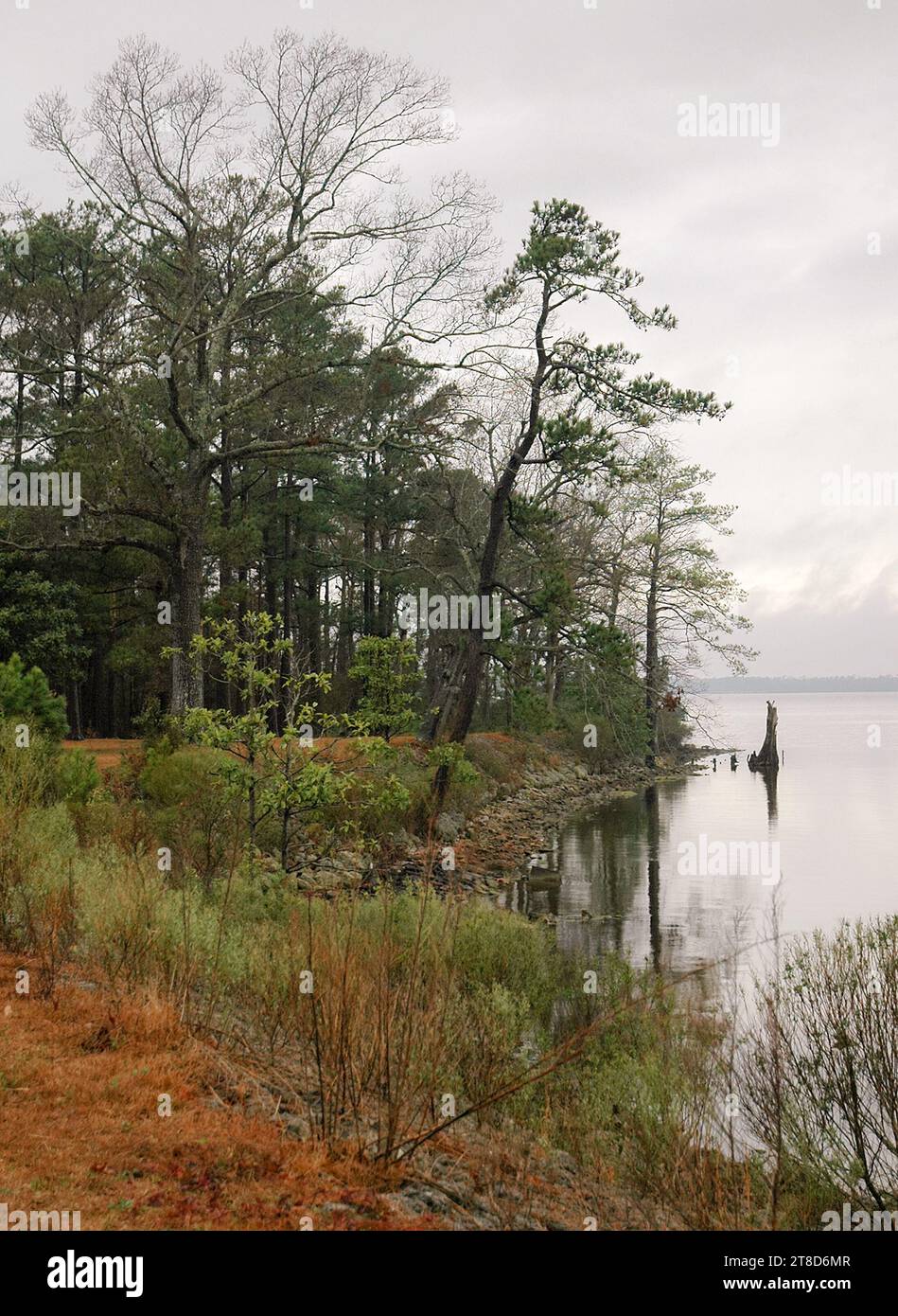 The Croatan National Forest on - The Croatan National Forest On The Atlantic Coast Of North Carolina 2T8D6MR
