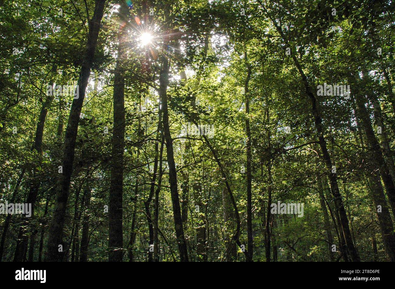 The Goose Creek State Park in North Carolina Stock Photo - Alamy