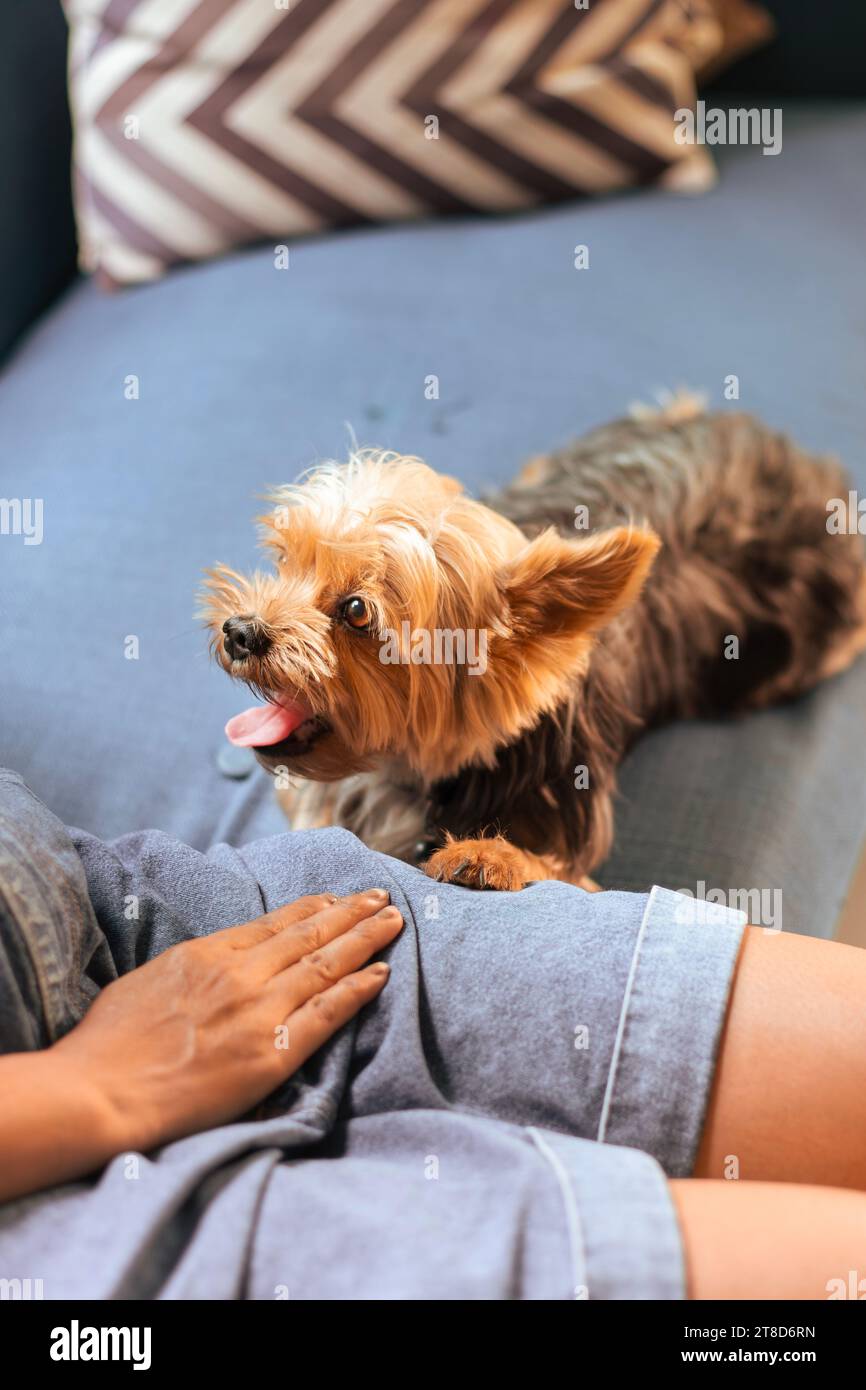 Yorkshire Terrier relaxing on sofa with owner. Heartwarming relationships between people and their beloved pets. Stock Photo