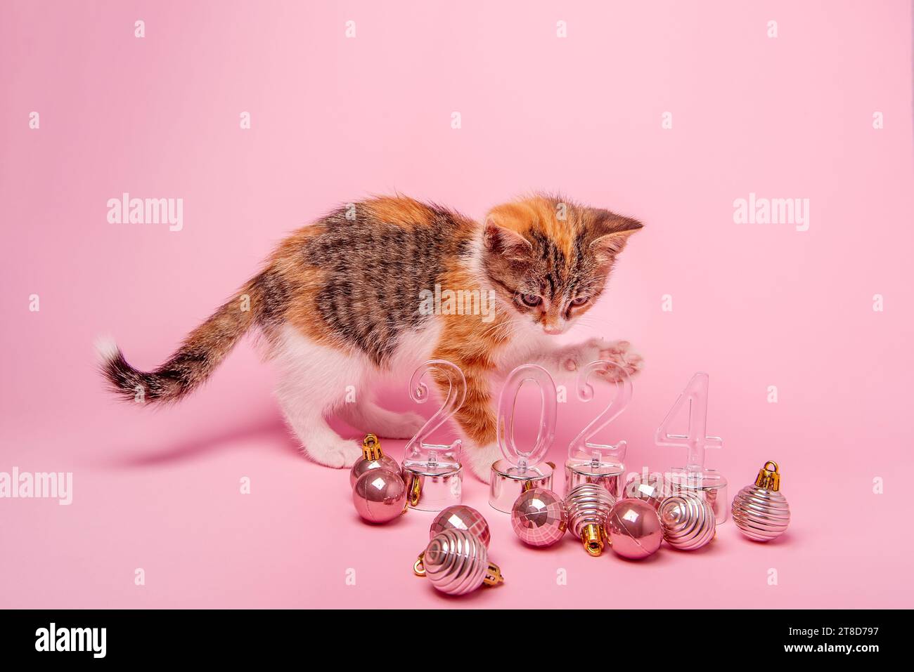 Small tricolor kitten on pink background licks paws near transparent numbers 2024 New Year. Isolated background with Christmas toys balls on floor. Mo Stock Photo