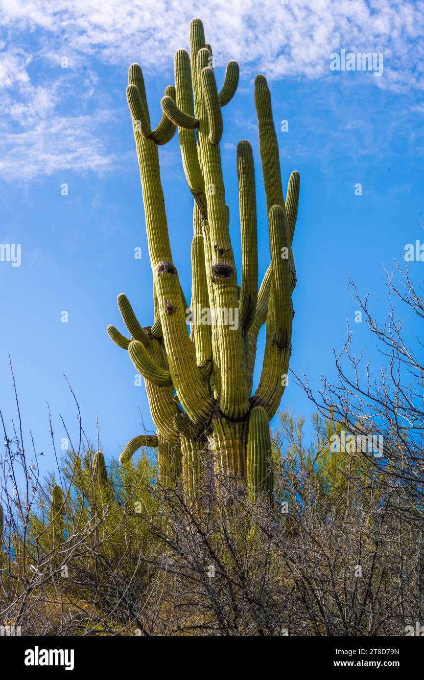 A long slender Saguaro Cactus in Catalina SP, Arizona Stock Photo