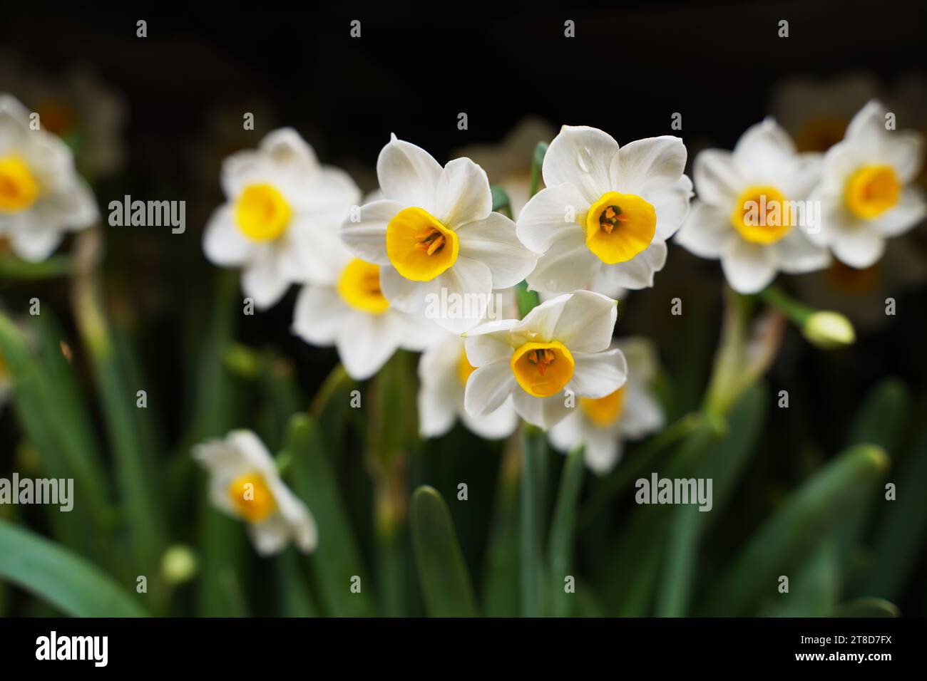 chinese new year narcissus bulbs