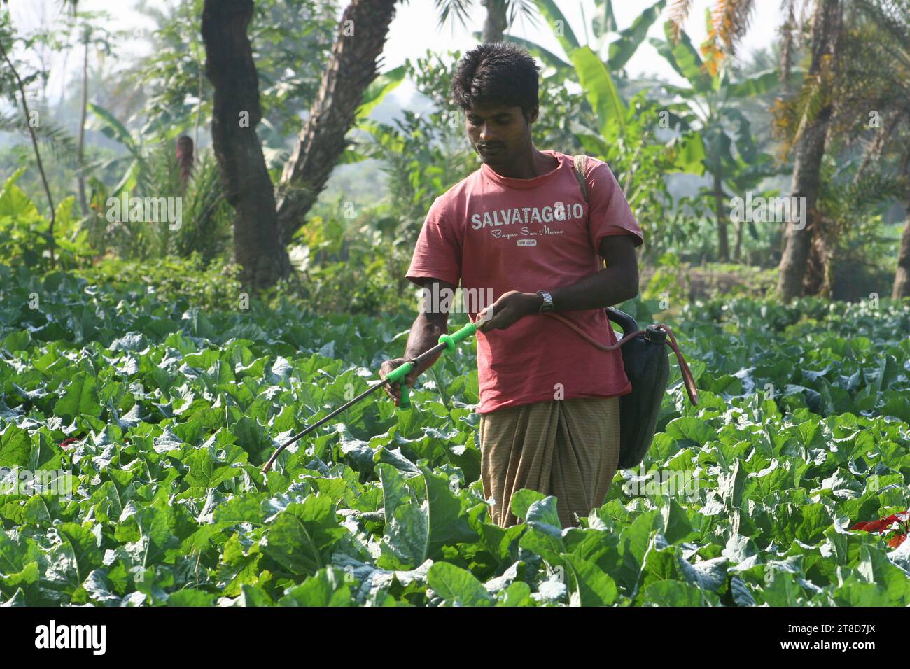 Farmer spreads fertilisers at a cabbage field. Dumuria, Khulna, Bangladesh. November 2006. Stock Photo