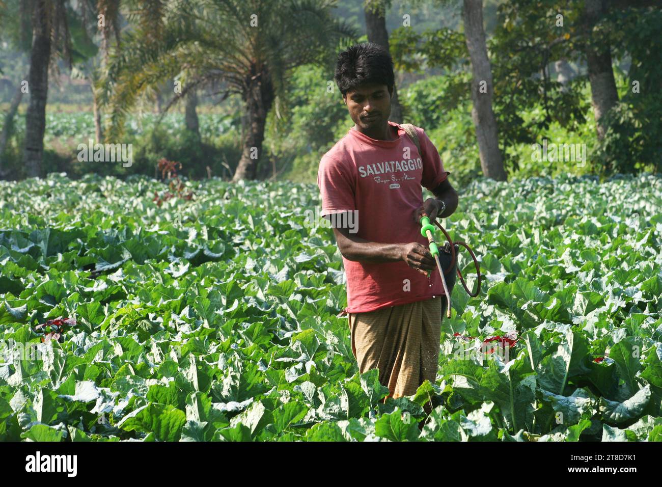Farmer spreads fertilisers at a cabbage field. Dumuria, Khulna, Bangladesh. November 2006. Stock Photo
