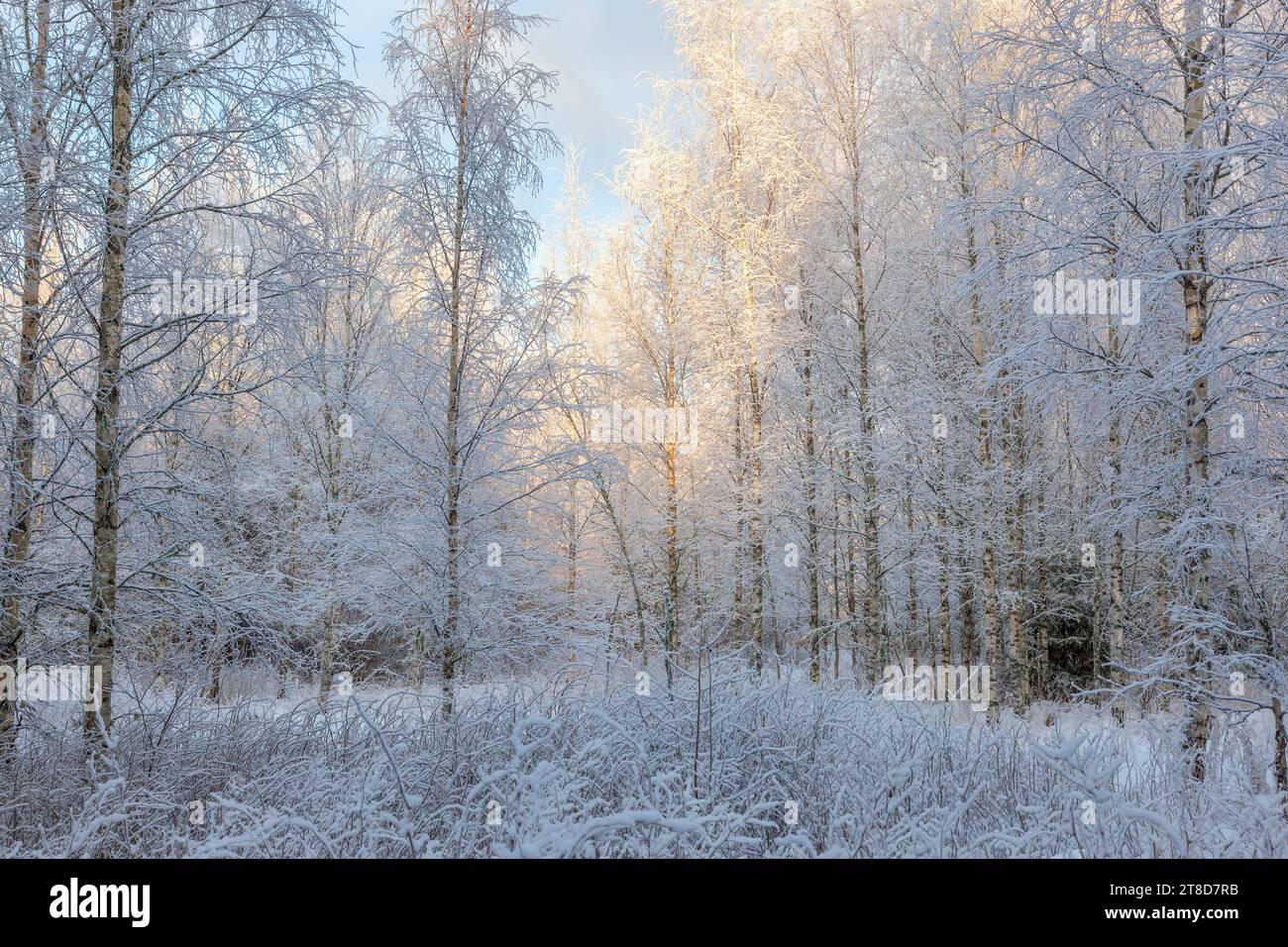Birch forest in the snow hi-res stock photography and images - Alamy