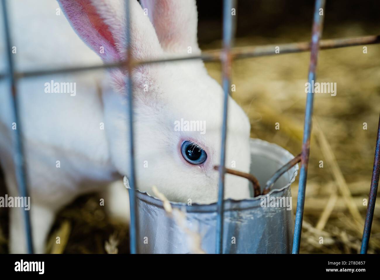 A white rabbit eating from a silver pail filled with hay in a rustic ...