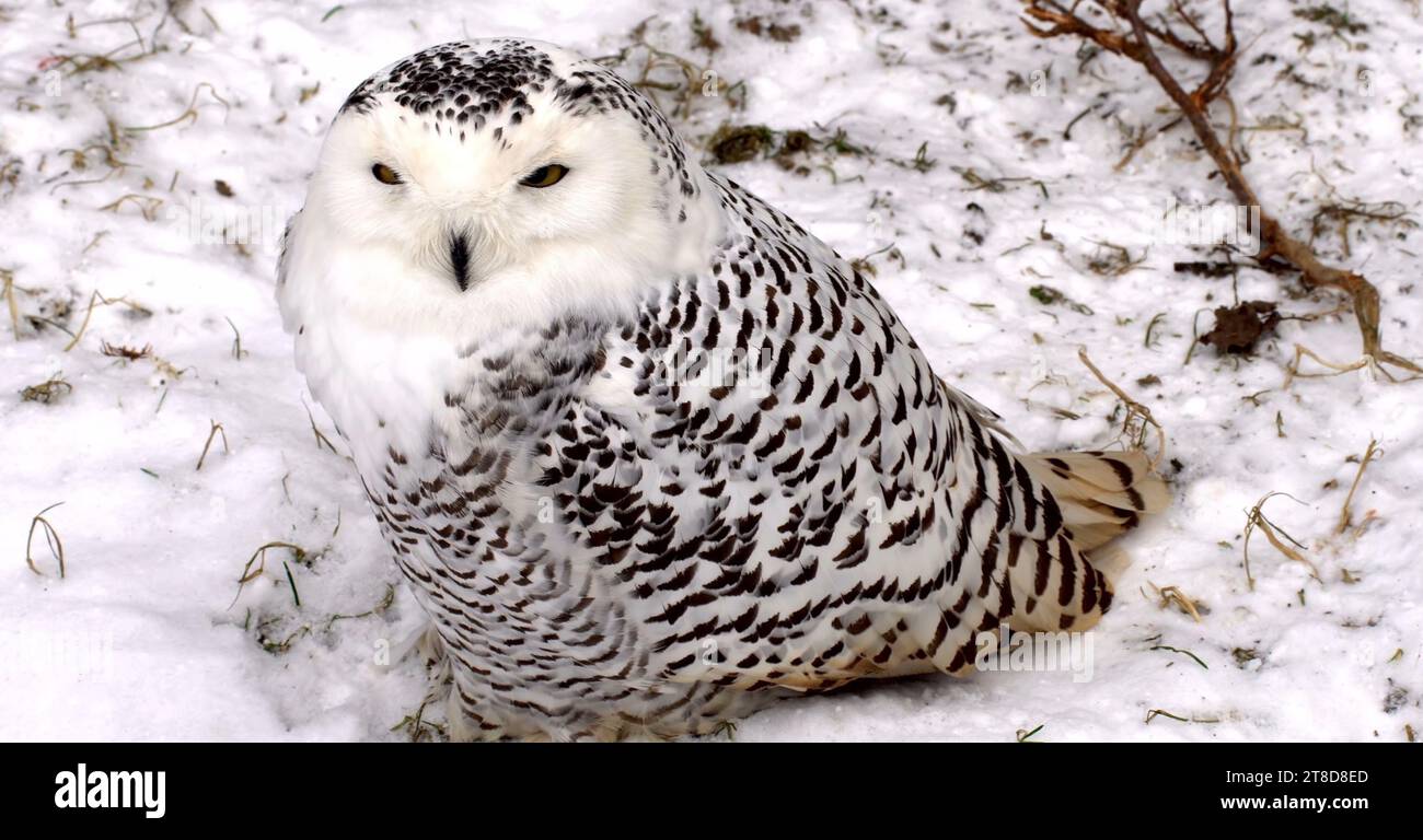 A majestic snowy owl perched atop a snow-covered surface. Stock Photo