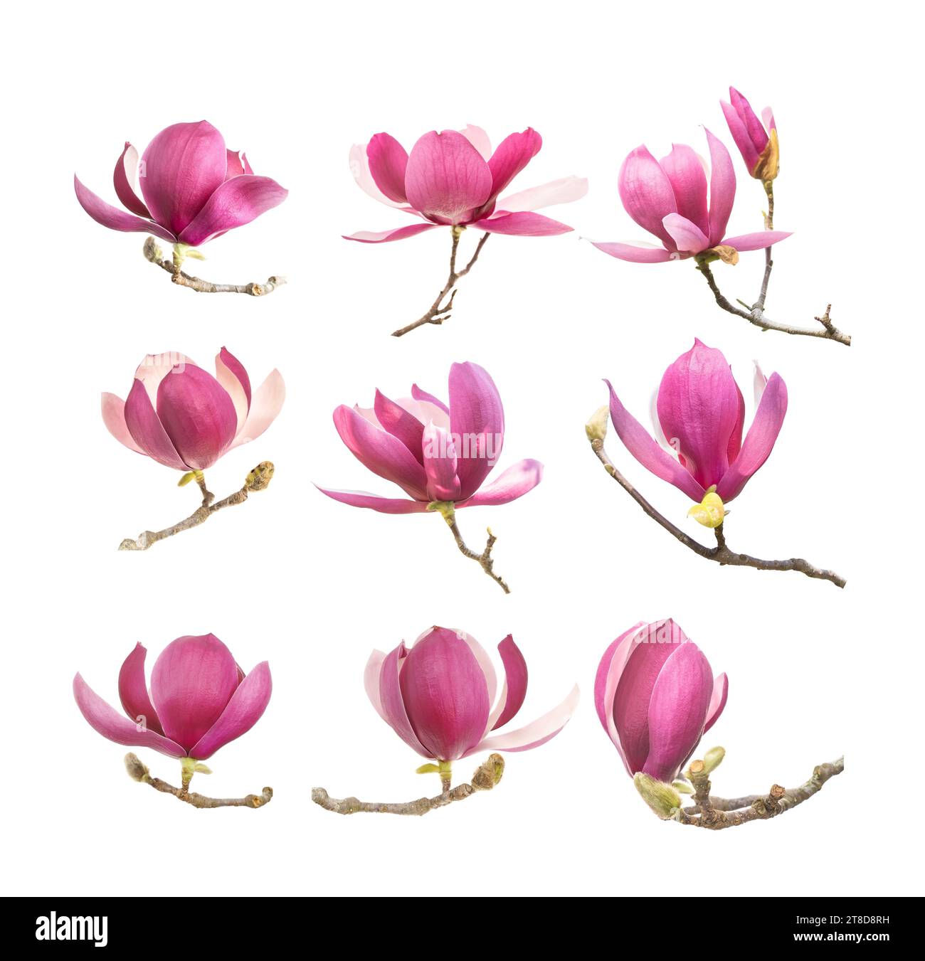 collection of pink magnolia flowers isolated on white background Stock ...