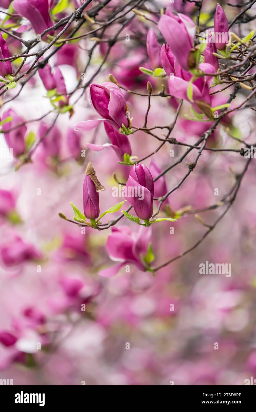 pink magnolia flower spring branch in garden Stock Photo - Alamy