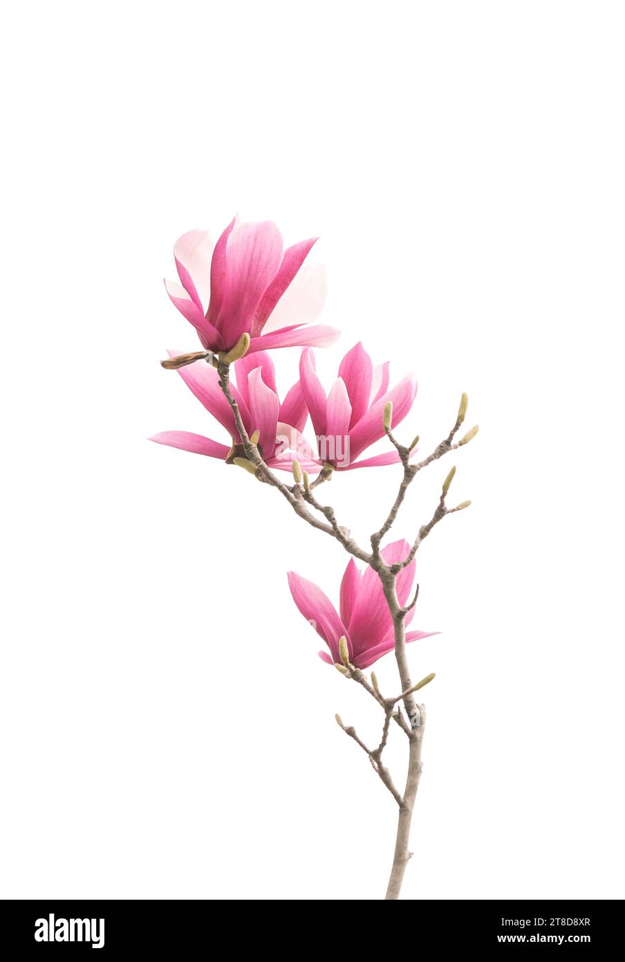 pink magnolia flower spring branch in garden Stock Photo - Alamy