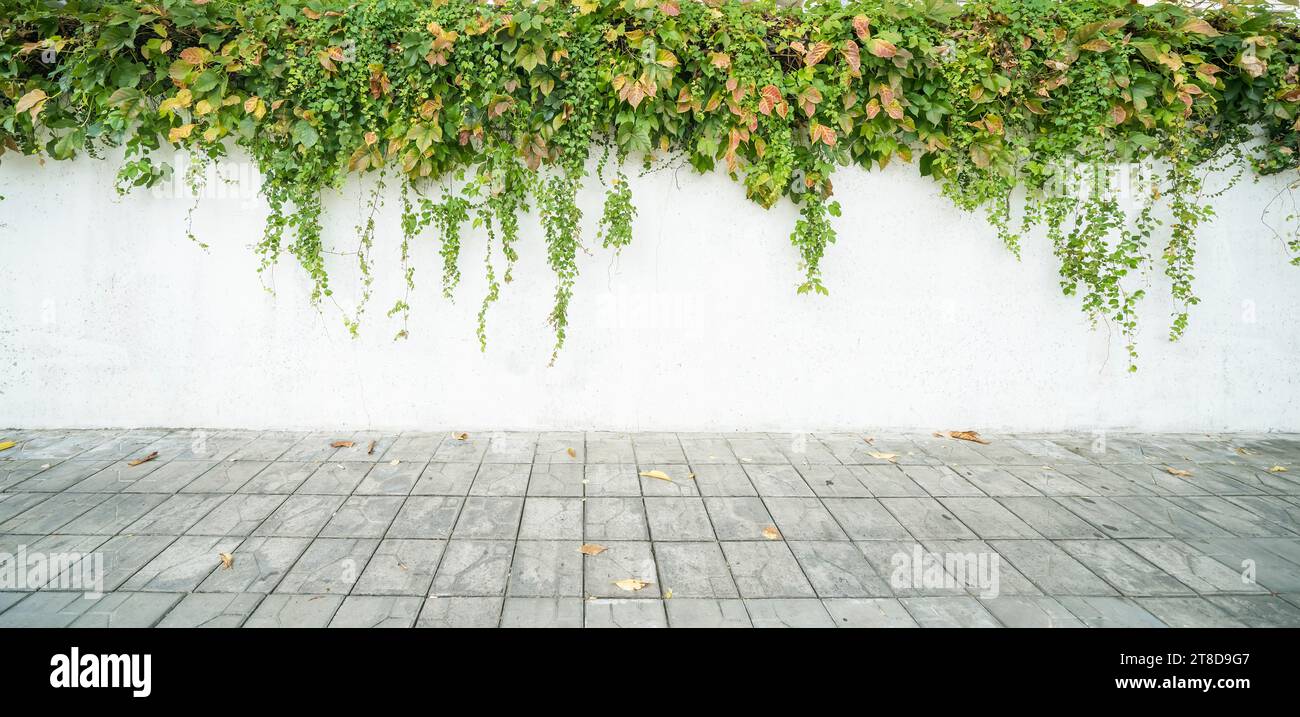 ivy isolated on a white background Stock Photo - Alamy