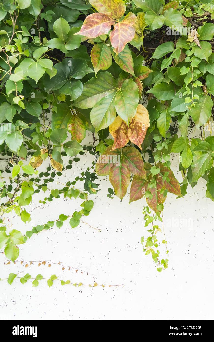 ivy isolated on a white background Stock Photo - Alamy