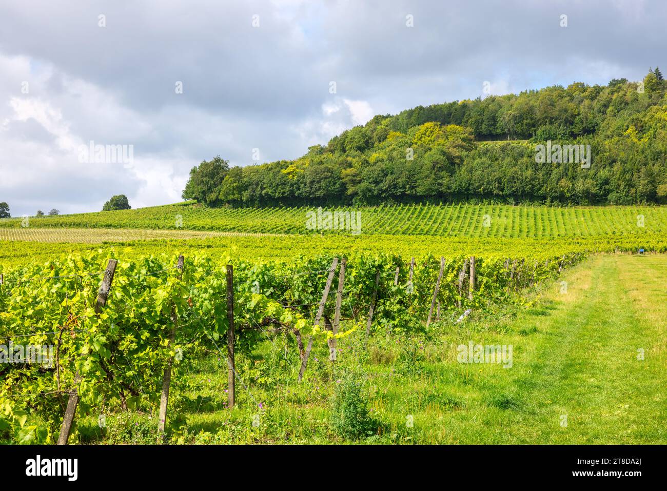 Summer view of vineyard in the Surrey countryside. England, UK Stock ...