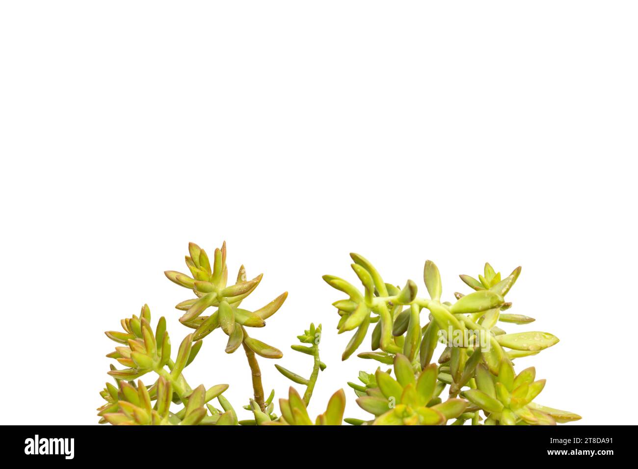 Yellow stonecrop succulents with copy space Stock Photo