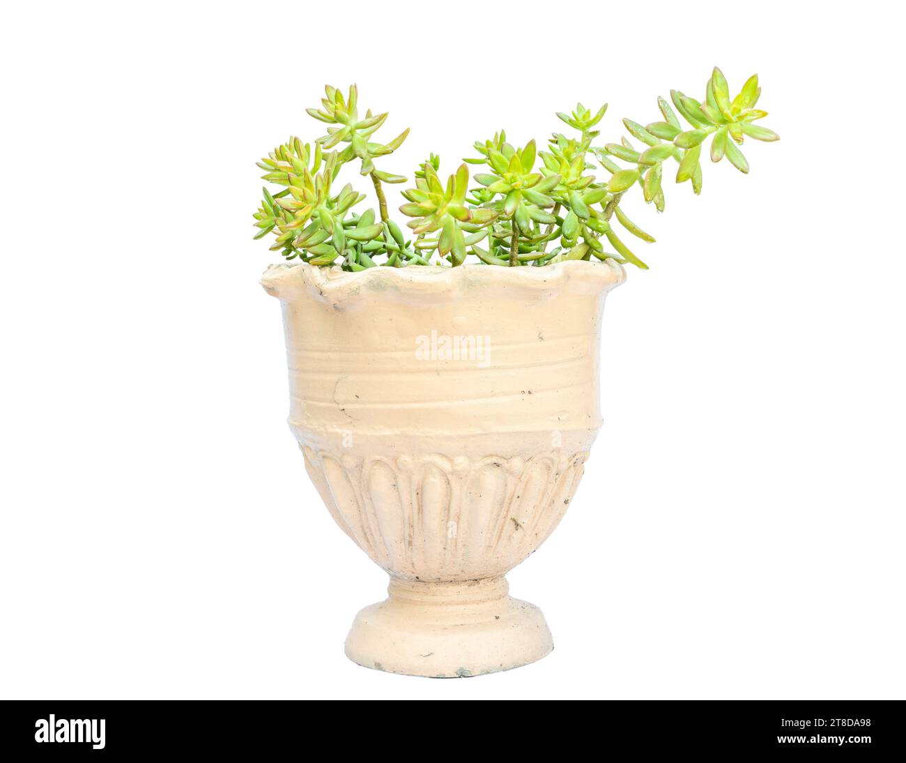 Sedum adolphi stonecrop succulent on white isolated background Stock Photo