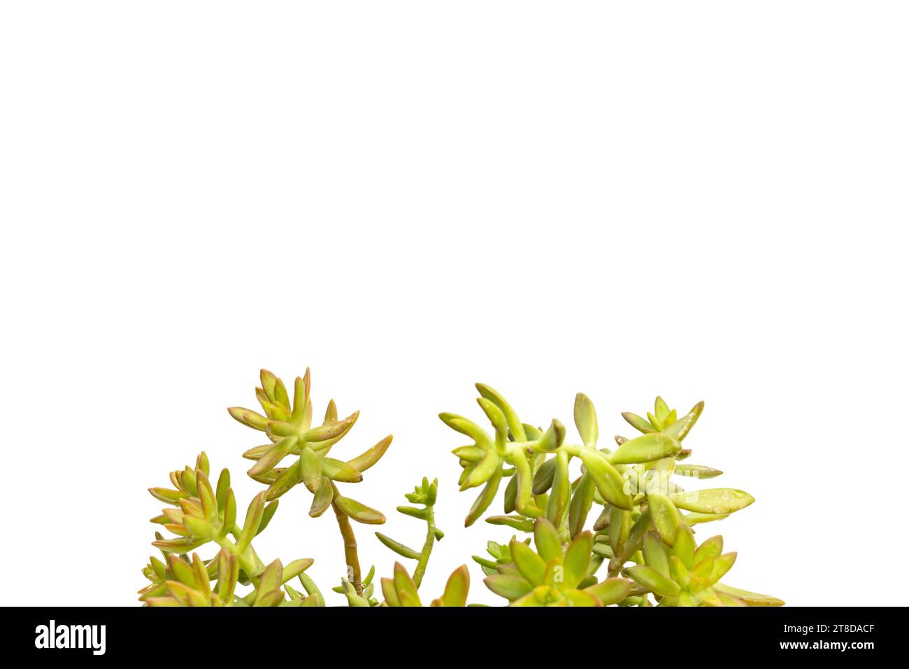 Sedum adilphii copperstone with blank space for text Stock Photo