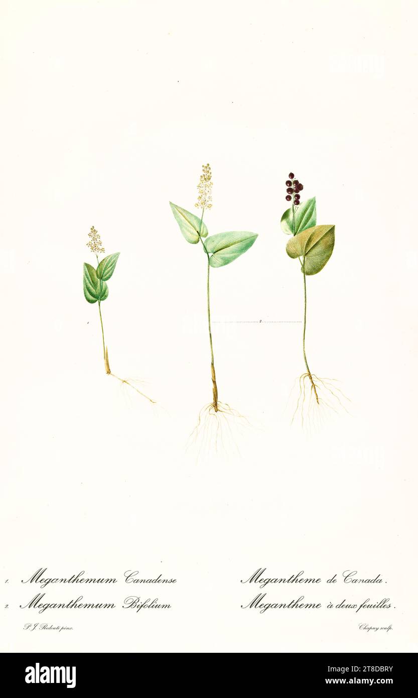 Old illustration of May Lily (Maianthemum canadense and bifolium). Les Liliacées, By P. J. Redouté. Impr. Didot Jeune, Paris, 1805 - 1816 Stock Photo