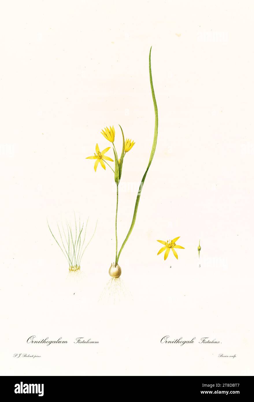 Old illustration of Narcissus incomparabilis. Les Liliacées, By P. J. Redouté. Impr. Didot Jeune, Paris, 1805 - 1816 Stock Photo