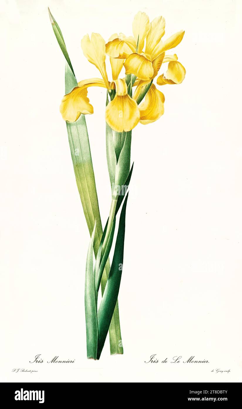 Old illustration of Yellowband Iris (Iris orientalis). Les Liliacées, By P. J. Redouté. Impr. Didot Jeune, Paris, 1805 - 1816 Stock Photo