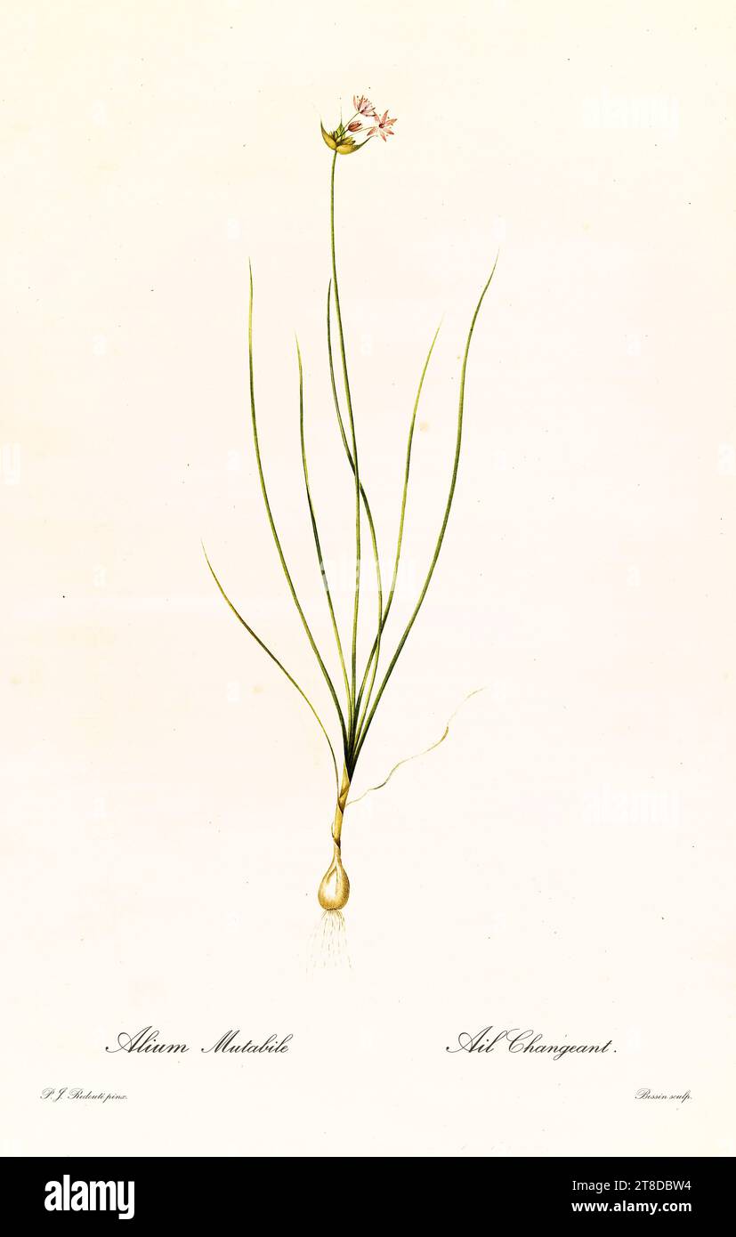 Old illustration of Canada Onion (Allium canadense). Les Liliacées, By P. J. Redouté. Impr. Didot Jeune, Paris, 1805 - 1816 Stock Photo