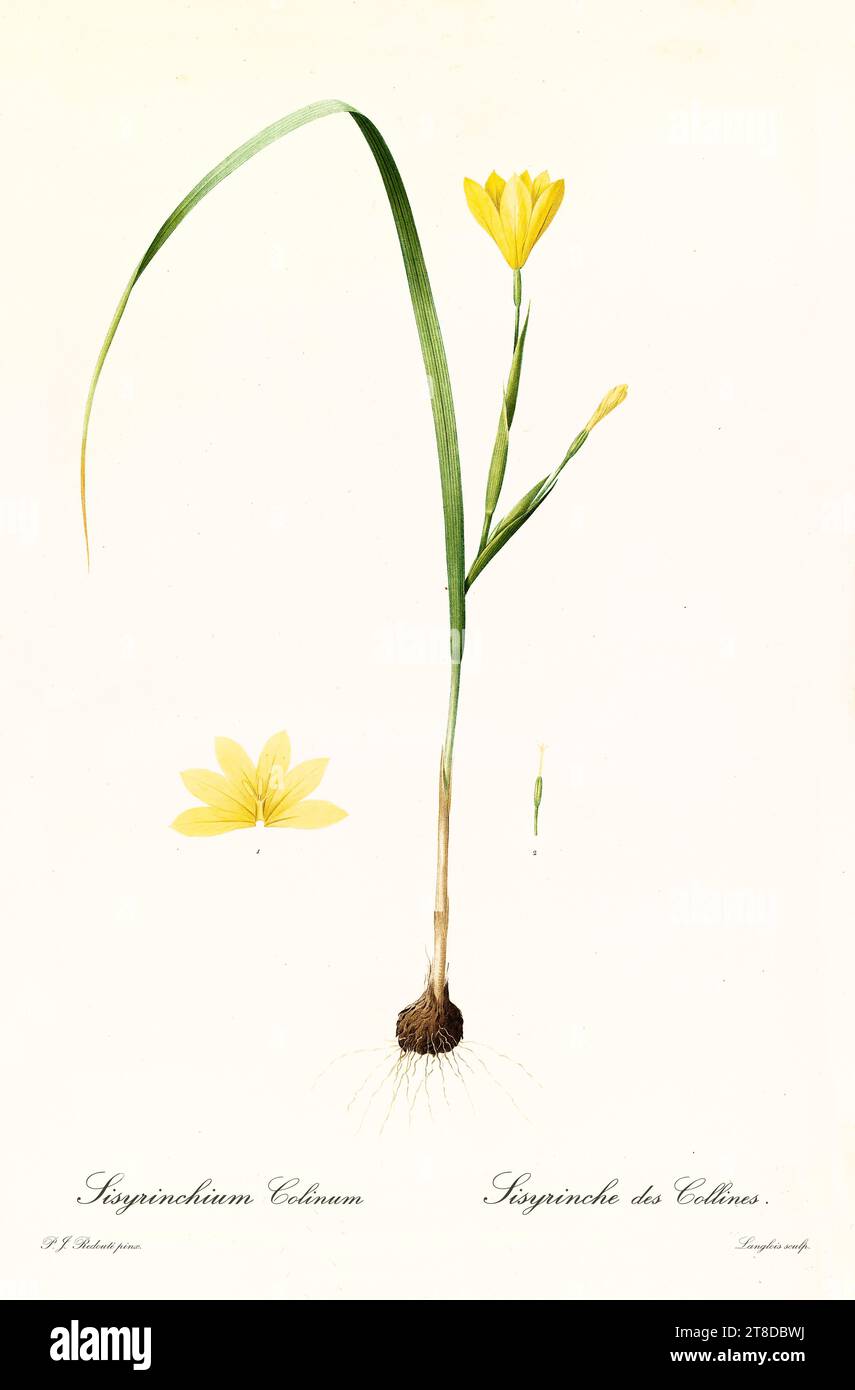 Old illustration of Cape Tulip (Moraea collina). Les Liliacées, By P. J. Redouté. Impr. Didot Jeune, Paris, 1805 - 1816 Stock Photo