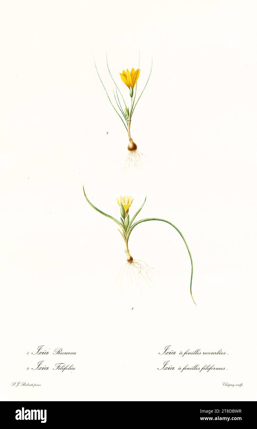Old illustration of romulea flava and Romulea triflora. Les Liliacées, By P. J. Redouté. Impr. Didot Jeune, Paris, 1805 - 1816 Stock Photo