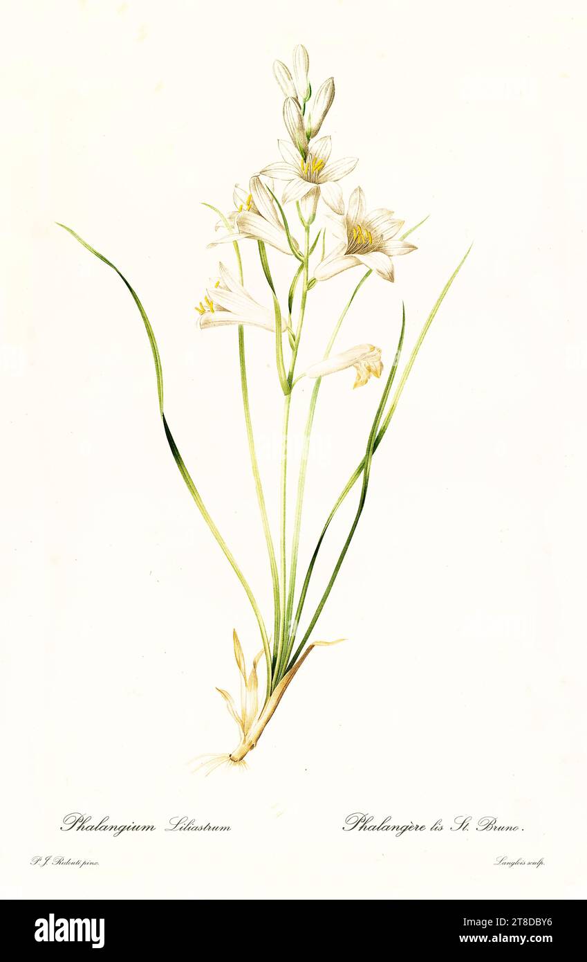 Old illustration of St. Bruno's Lily (Paradisea liliastrum). Les Liliacées, By P. J. Redouté. Impr. Didot Jeune, Paris, 1805 - 1816 Stock Photo
