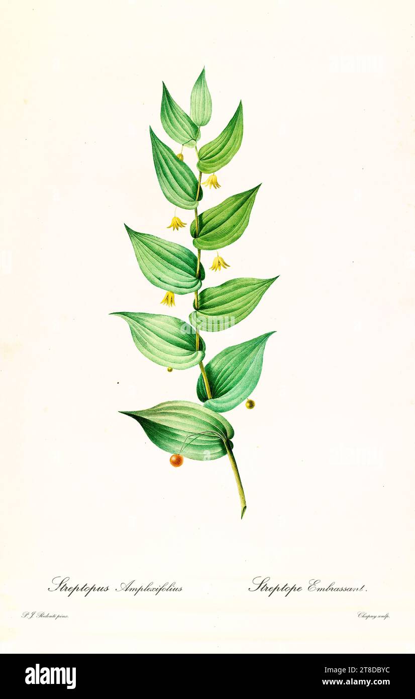 Old illustration of Twistedstalk (Streptopus amplexifolius). Les Liliacées, By P. J. Redouté. Impr. Didot Jeune, Paris, 1805 - 1816 Stock Photo