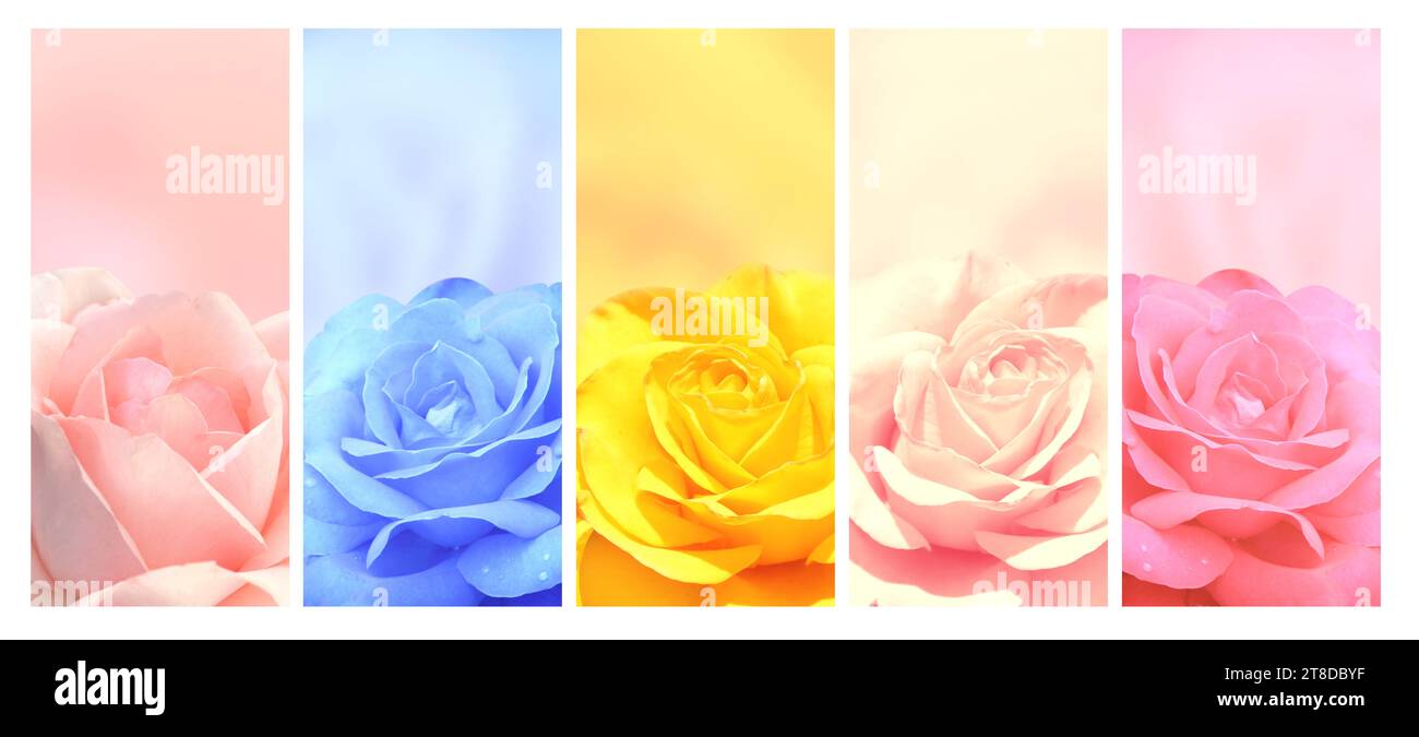 Romantic blurred vertical background with rose flower. Set of banners Romantic blurred vertical background with rose flower. Set of banners