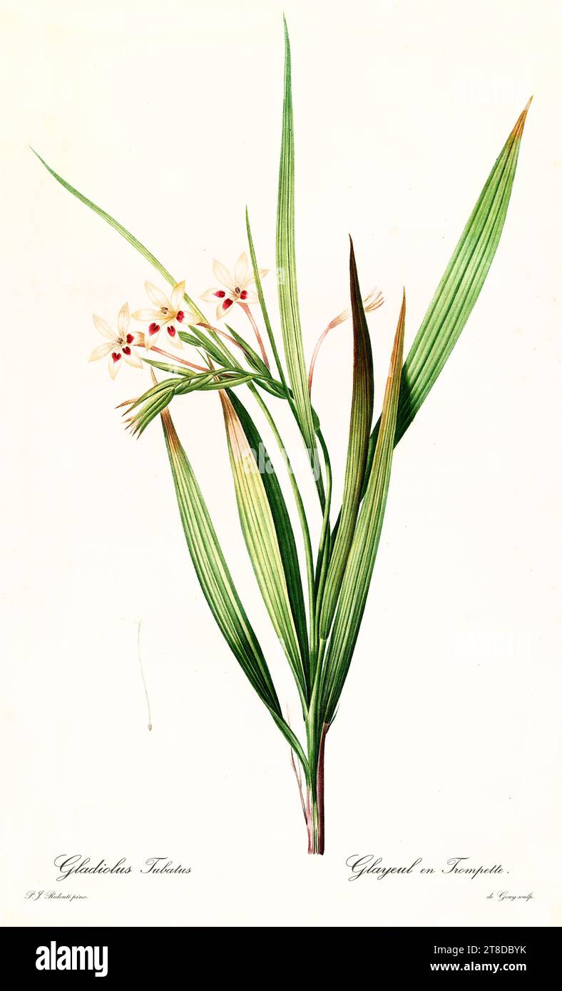 Old illustration of Baboon Flower (Babiana tubulosa). Les Liliacées, By P. J. Redouté. Impr. Didot Jeune, Paris, 1805 - 1816 Stock Photo