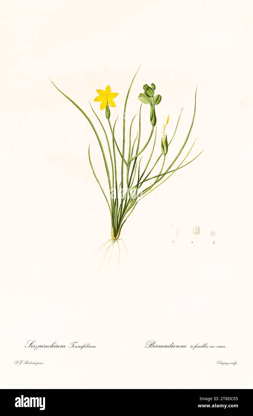 Old illustration of  Sisyrinchium tenuifolium. Les Liliacées, By P. J. Redouté. Impr. Didot Jeune, Paris, 1805 - 1816 Stock Photo