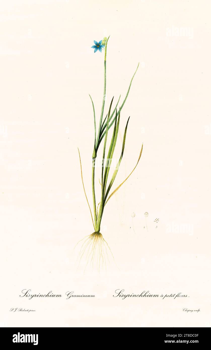 Old illustration of  Blue-Eyed Grass (Sisyrinchium angustifolium). Les Liliacées, By P. J. Redouté. Impr. Didot Jeune, Paris, 1805 - 1816 Stock Photo
