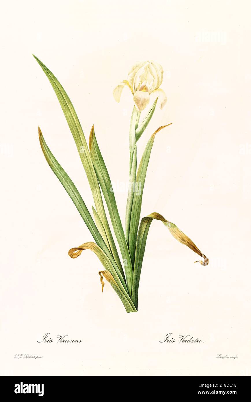 Old illustration of Crimean Iris (Iris lutescens). Les Liliacées, By P. J. Redouté. Impr. Didot Jeune, Paris, 1805 - 1816 Stock Photo