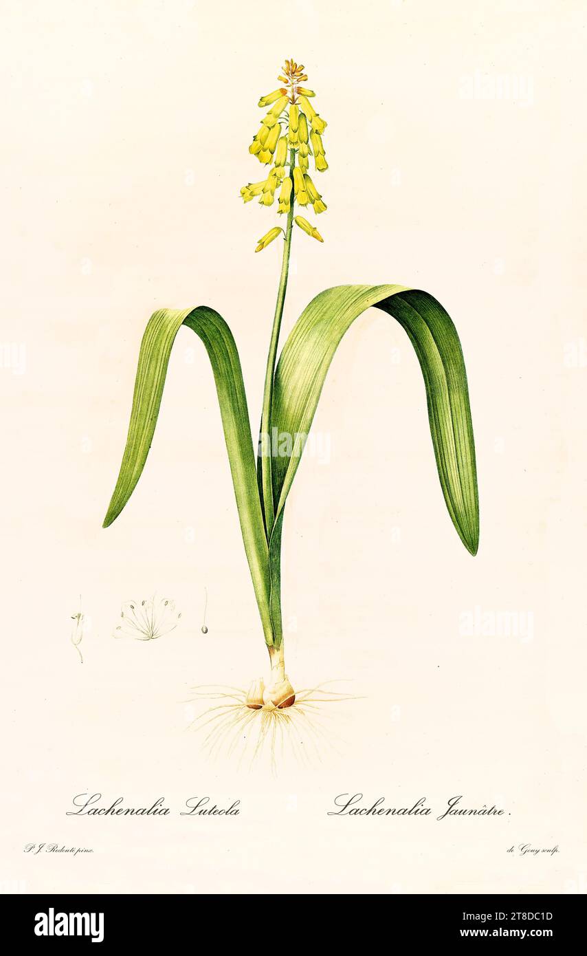 Old illustration of Sand Iris (Iris arenaria). Les Liliacées, By P. J. Redouté. Impr. Didot Jeune, Paris, 1805 - 1816 Stock Photo