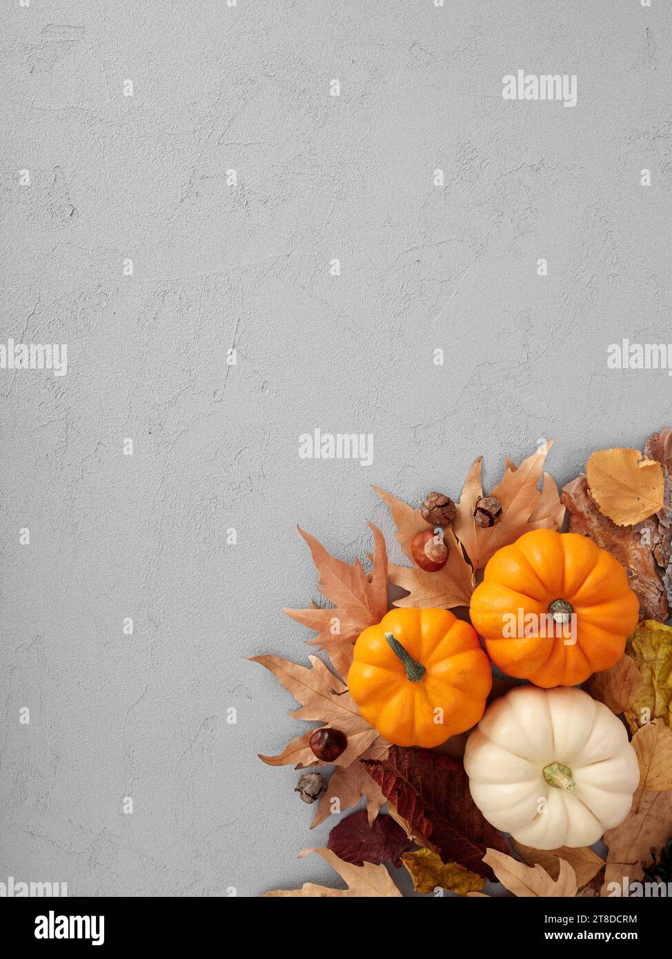 Autumn pumpkins and autumn leaves on gray textured background with copy ...