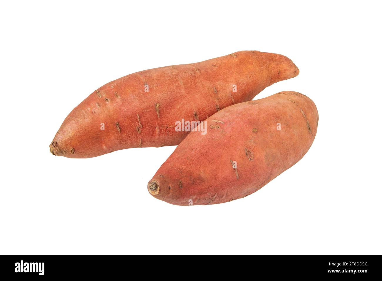 Sweet potato or sweetpotato two whole tubes with red skin isolated on white. Vegetable food staple. Stock Photo