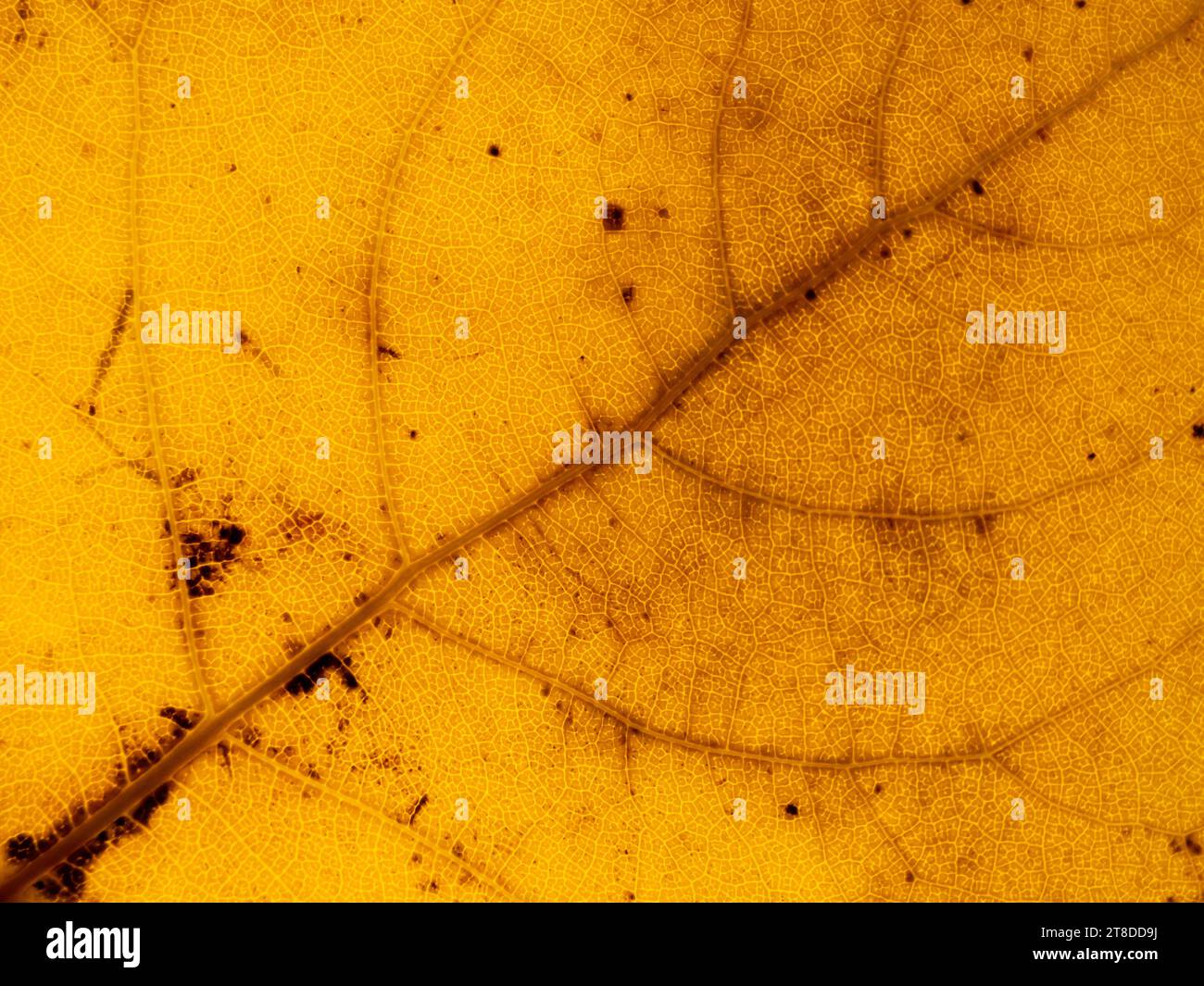 Autumn bright yellow translucent poplar leaf texture with veins closeup. Fall background with diagonal composition. Stock Photo