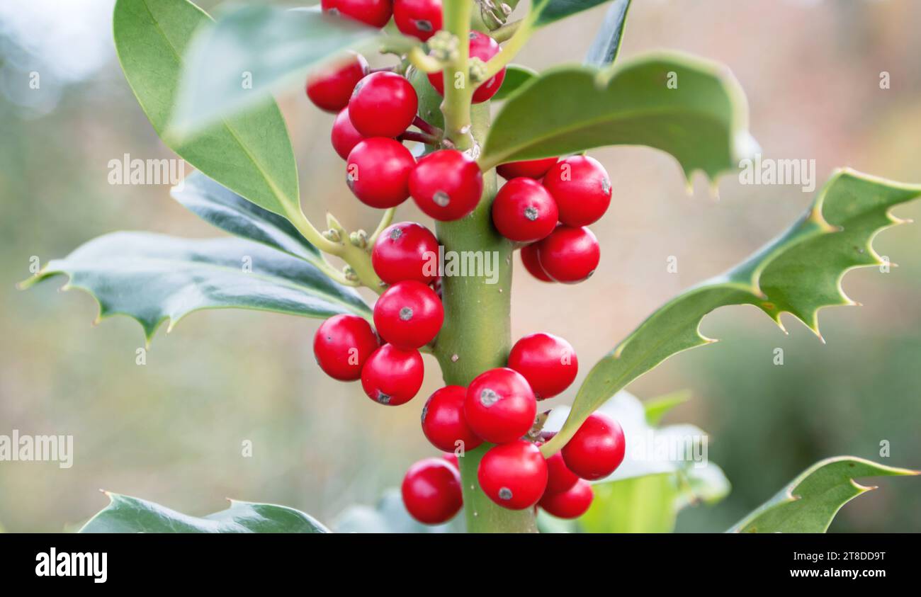 Christmas holly vertical branch with red berries on the blurred background. Ilex aquifolium  or acebo plant. Stock Photo