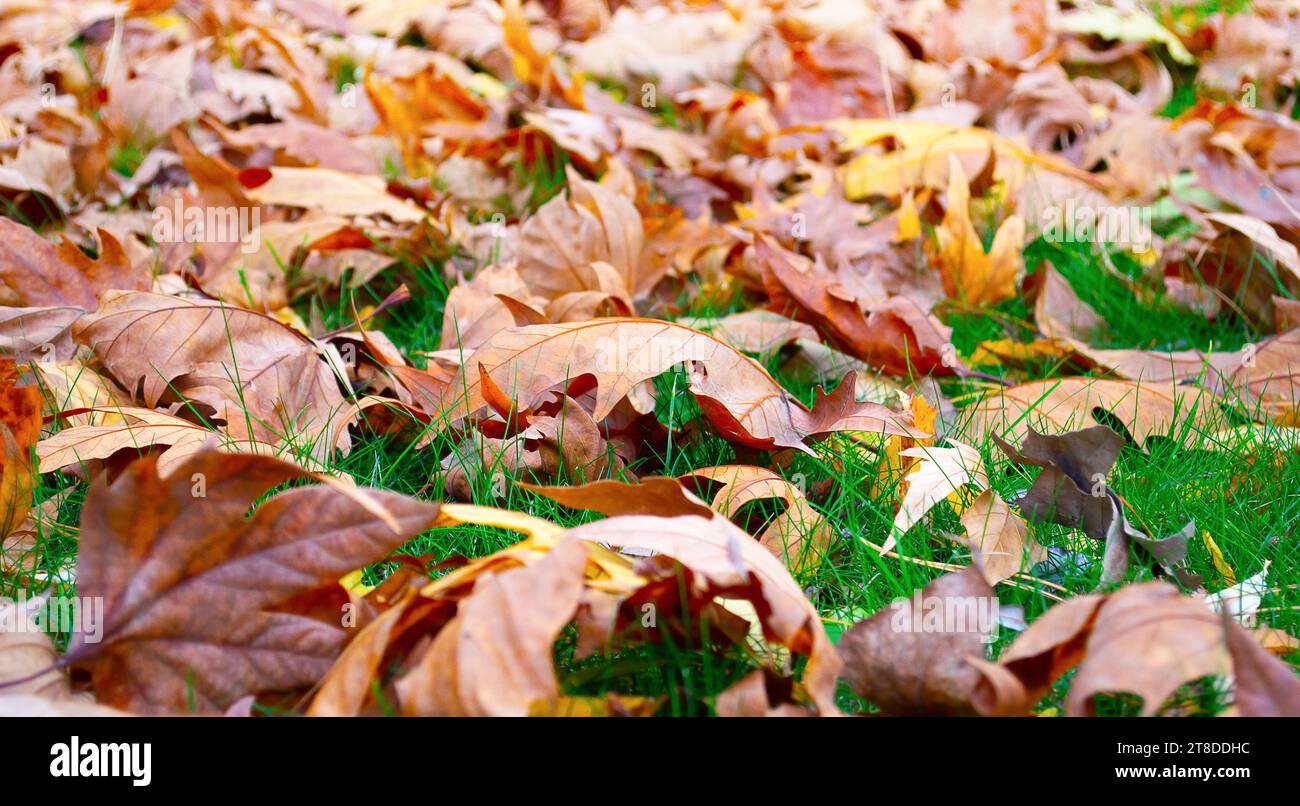 Dry autumn leaves falling in a forest with selective focus. Stock Photo